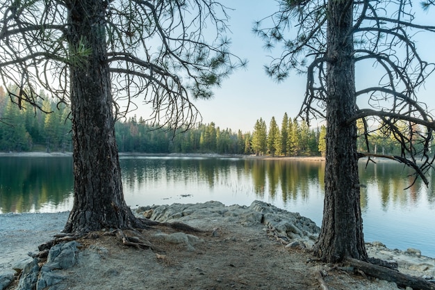 Two Trees by a Beautiful Lake Surrounded by Forest Reflections – Free Stock Photo, Download for Free