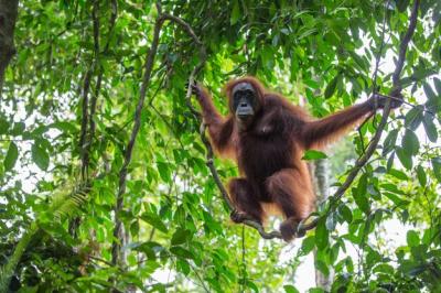 Orangutan Hanging on Tree in Forest – Free Stock Photo, Download for Free