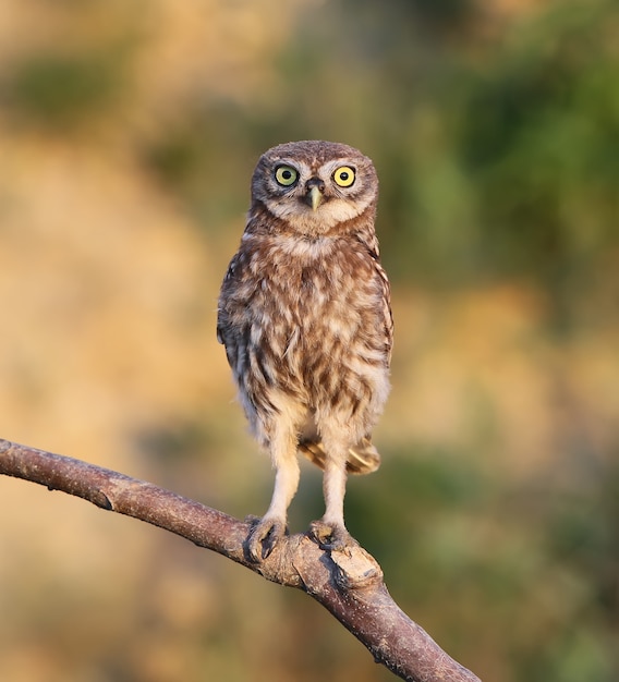 Little Owl Chick on a Thick Branch in Evening Sun – Free Stock Photo, Download for Free