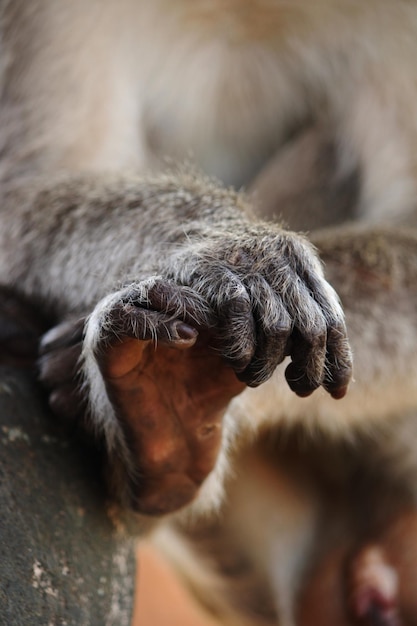 Bonnet Macaque Monkey Hand and Foot Close-Up – Free Stock Photo for Download