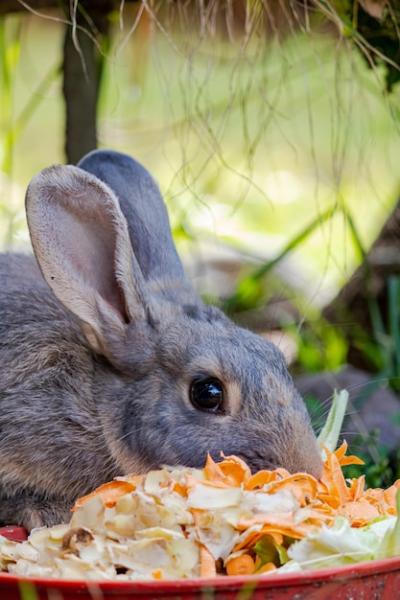 Cute Furry Bunny Eating Carrot Peels – Free Stock Photo, Download Free