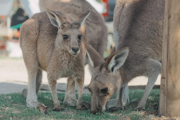 Portrait of a Kangaroo Standing in a Field – Free Stock Photo Download