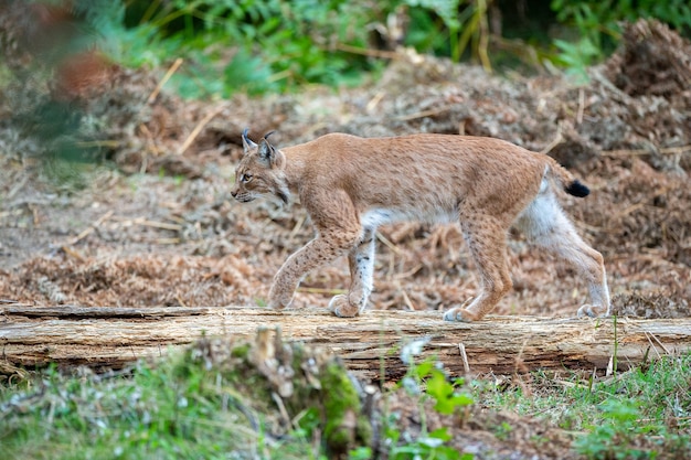 Beautiful and Endangered Eurasian Lynx in Its Natural Habitat – Free Stock Photo for Download