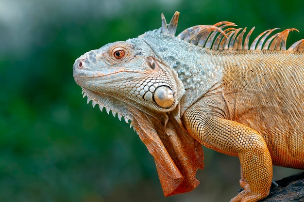 Closeup of a Red Iguana Head on Wood – Free Stock Photo, Download Free