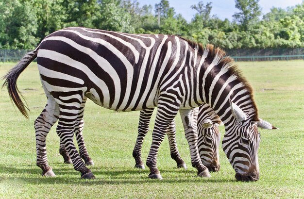 Zebras in a Zoo – Free Stock Photo for Free Download