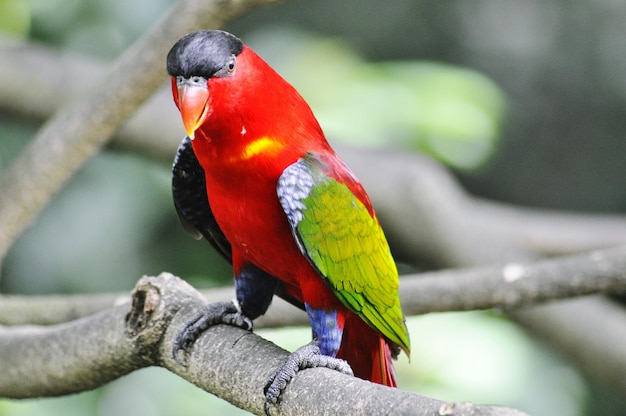 Close-up of Parrot Perching on Branch – Free Stock Photo for Download