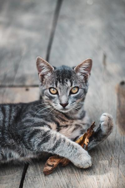 Cute Grey and White Striped Cat Holding a Leaf – Free Download