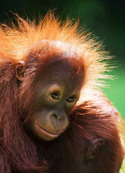 Close-Up Portrait of a Baby Orangutan in Kalimantan, Indonesia – Free Download