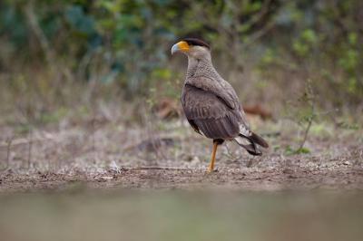 Bird of Pantanal in Its Natural Habitat – Free Stock Photo Download