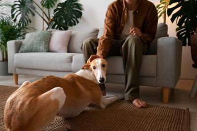 Man with Greyhound Dog Relaxing on Couch – Free Download