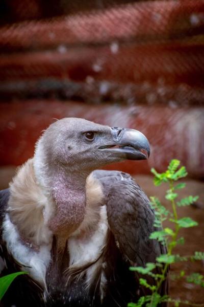 Stunning Close-up Portrait of an Eagle – Free Download