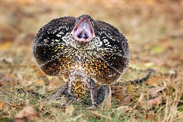 Closeup of an Angry Frillnecked Lizard – Free Stock Photo for Download