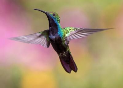 Close-up of Bird in Flight – Free Stock Photo Download