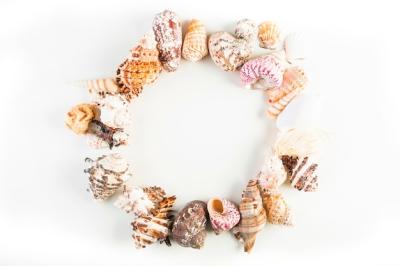 Circle from Seashells – Free Download of Stock Photo