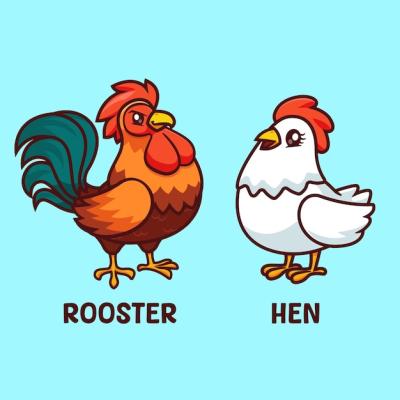 Cute Chicken Rooster and Hen Cartoon Vector Icon Illustration – Free Download