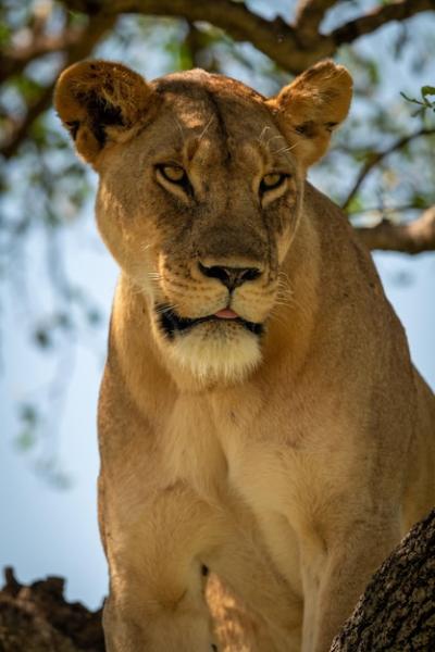 Close-Up of Lioness Sitting in Shady Tree – Free Stock Photo for Download