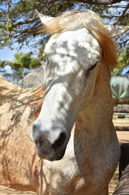 Gorgeous Draft Horse Bathed in Dappled Sunlight – Free Stock Photo, Download Free