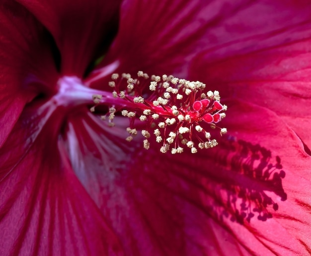 Closeup Shot of Pink Hibiscus Flower Pollen Center – Free Download