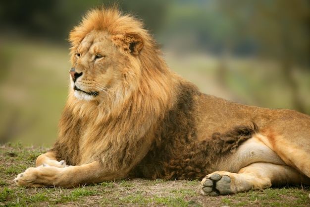 Portrait of a Majestic Male Lion – Free Download