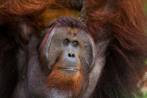 Male Orangutan Portrait Close-Up in Kalimantan, Indonesia – Free Stock Photo for Download