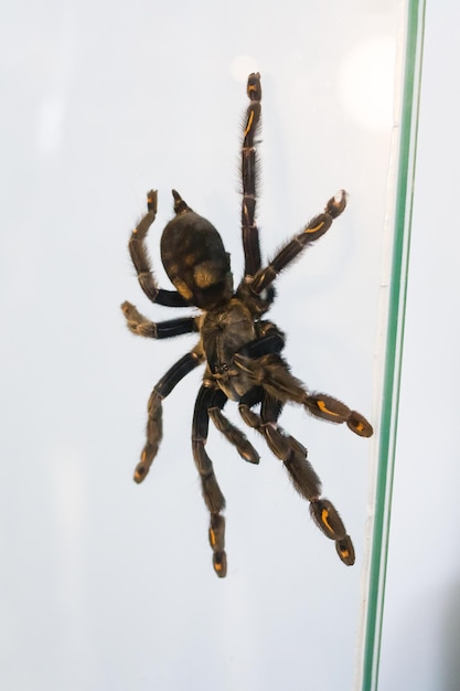 Big Brown Spider in Terrarium on Glass: Free Download