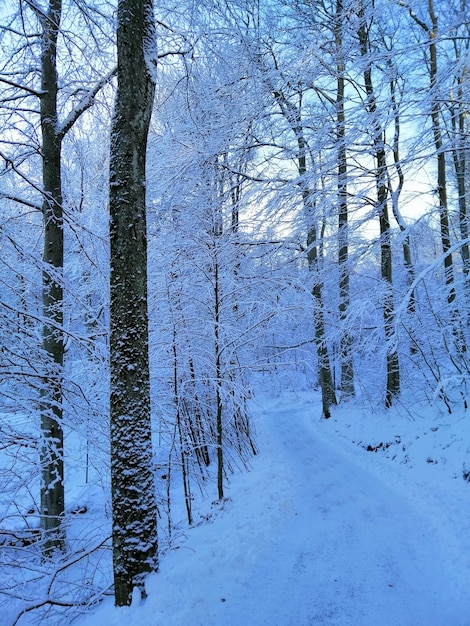 Snow-Covered Trees in a Forest in Larvik, Norway – Free Stock Photo Download