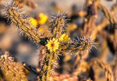 Small Yellow Flowers on a Wild Cactus in the Desert – Free Stock Photo Download