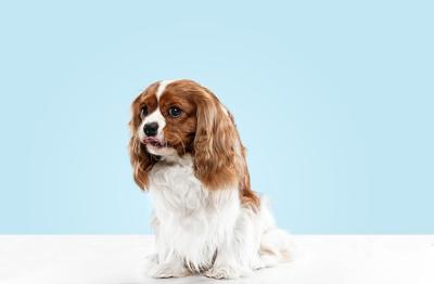 Cavalier King Charles Spaniel Puppy Playing in Studio – Cute Dog Photo for Free Download