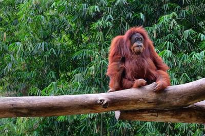 Monkey Sitting on Tree in Zoo – Free Stock Photo, Download Free