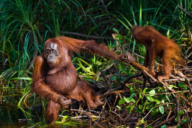 Female Orangutan with Baby in Thicket of Grass, Kalimantan, Indonesia – Free to Download