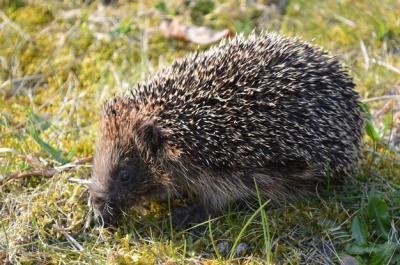 Hedgehog on Grassy Field – Free Stock Photo, Download Free