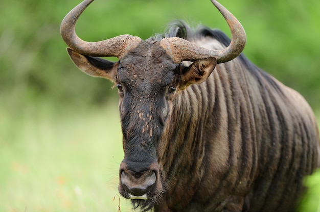 Wildebeest in the Middle of the Jungle – Free Stock Photo, Download Free Stock Photo