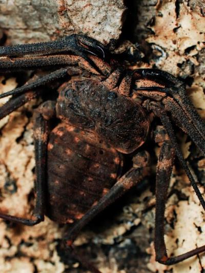 A Large Spider on a Rock Featuring the Word Tarantula – Free Stock Photo Download