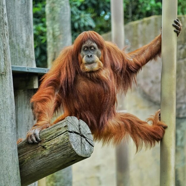 Portrait of Orangutan Sitting on Wood – Free Stock Photo for Download