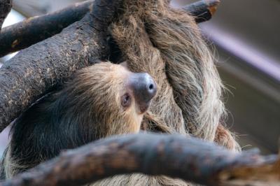 Sloth Looking to the Side – Free Stock Photo for Download