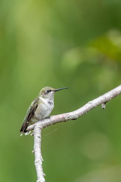 Close-up of a Bird Perched on a Twig – Free Download