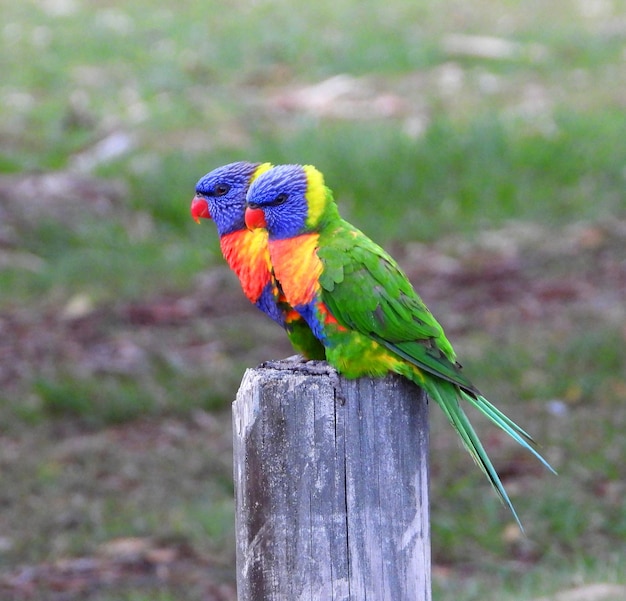 Close-up of Parrot Perching on Wooden Post – Free Stock Photo for Download