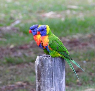 Close-up of Parrot Perching on Wooden Post – Free Stock Photo for Download