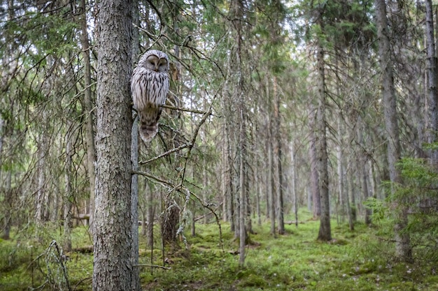 Owl Sitting on Tree Branch in Forest – Free Stock Photo, Download Free