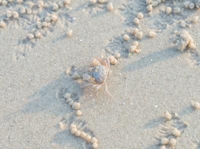 Ghost Crab – Free Stock Photo for Download