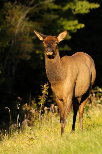 Elk in Prince Albert National Park, Saskatchewan, Canada – Free Stock Photo for Download