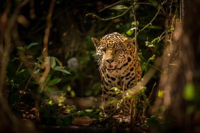 American Jaguar in Its Natural Habitat – Free Stock Photo for Download