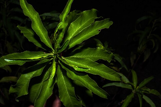 Nighttime Close-Up of Peach Tree Leaves – Free Stock Photo, Download for Free