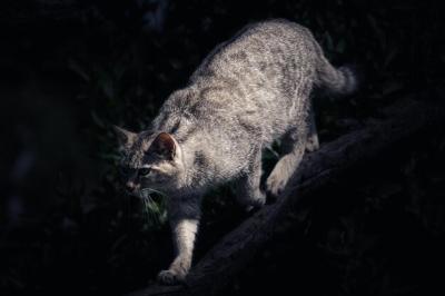 Close-up of a Cat on a Tree – Free Download