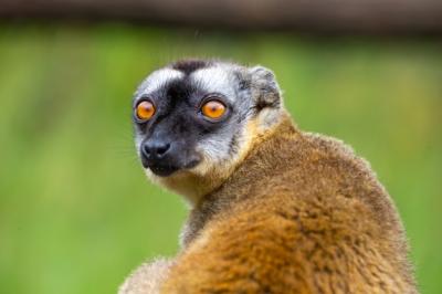 A Portrait of a Brown Maki: Close-up of a Funny Lemur – Free to Download