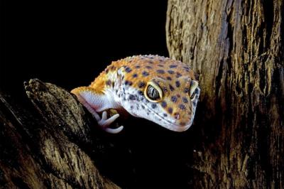 Close-Up of a Leopard Gecko’s Head on Wood – Free Stock Photo, Download Free