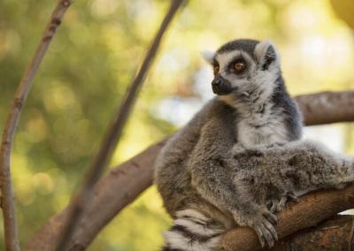 Lemur Looking Away Against a Blurred Background – Free Download