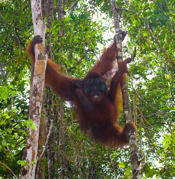 Male Orangutan in a Tree on the Island of Kalimantan (Borneo) – Free Download