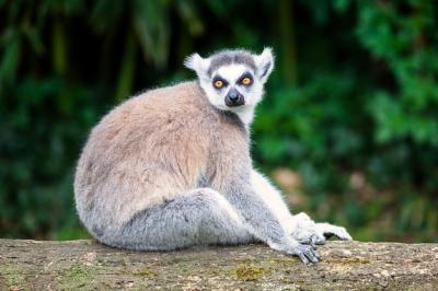 Ring-tailed Lemur Gazing in Forest – Free to Download Stock Photo