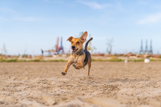 Companion Dog Running on the Sand – Free to Download